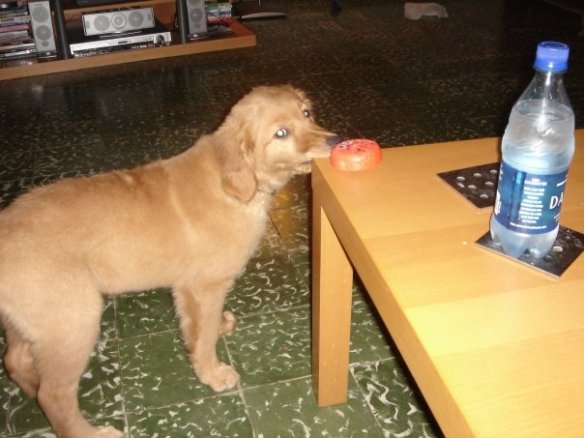 10400756_1045686656196_520_n